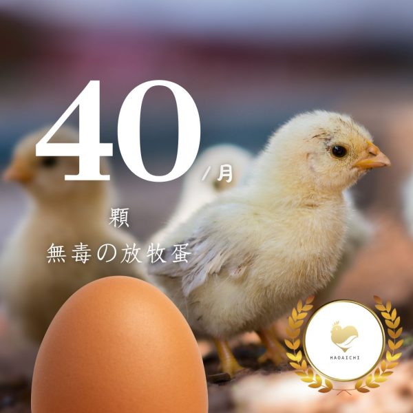 純點數