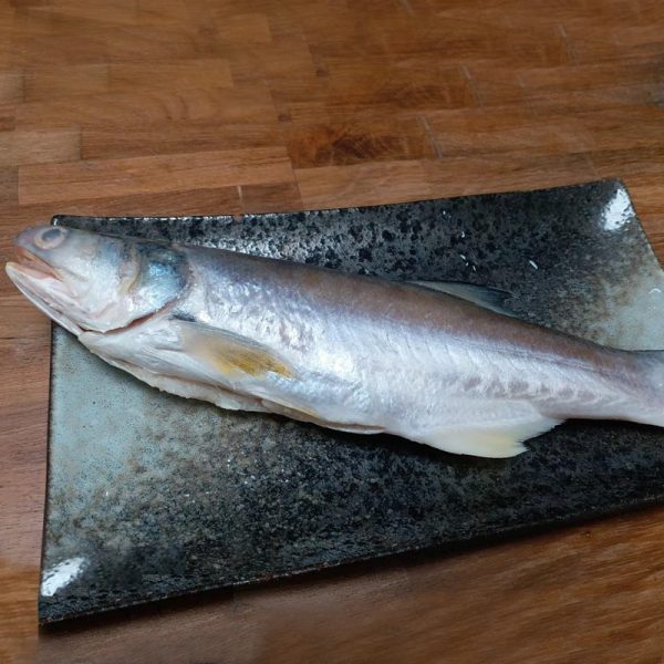 【試好漁】午仔魚
